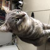 Foto del gato perdido en Villiers Sur Marne