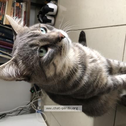 Foto 1/1 Simba Chat perdido en Villiers sur marne