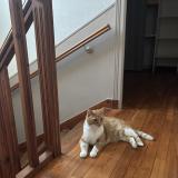 Foto del gato perdido en Brest