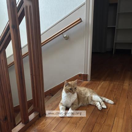 Foto 1/1 Moutik Chat perdido en Brest