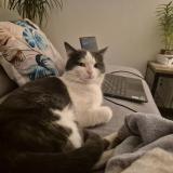 Foto del gato perdido en Domerat