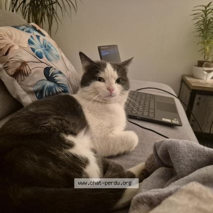 Foto 1/1 Tigri Chat perdido en Domerat