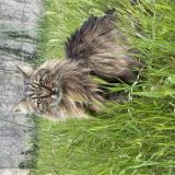 Foto del gato perdido en Saint Martin De Crau