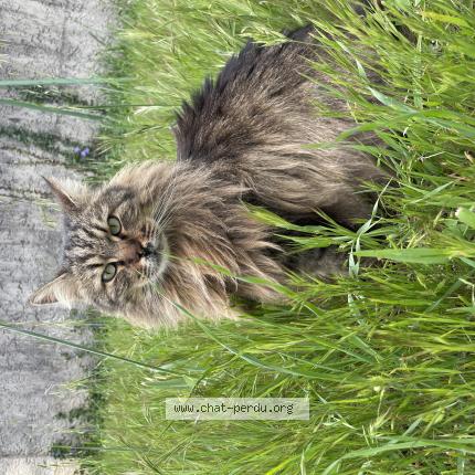 Foto 1/1 Osiris Chat perdido en Saint martin de crau