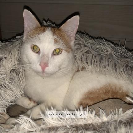 Foto 1/1 Pépère Chat perdido en Cognac