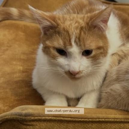 Foto 1/1 Winnie Chat perdido en Poissy