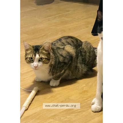 Foto 1/1 Youki Chat perdido en Creteil