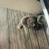 Foto de gato encontrado en Audrieu