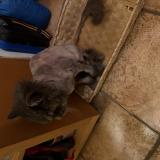 Foto del gato perdido en Cranves Sales