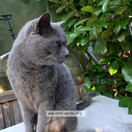 Foto 1/1 Gato encontrado Encontrado en Lespignan
