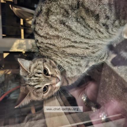 Foto 1/1 Gato encontrado Encontrado en Jonquerettes