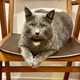 Foto del gato perdido en Nice