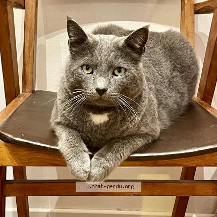 Foto 1/1 Vanessa Dussart Chat perdido en Nice