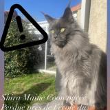 Foto del gato perdido en Saint Gaudens