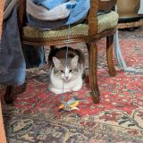 Foto de gato encontrado en Ambert