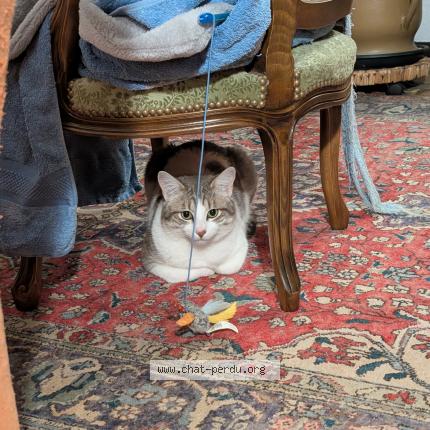 Foto 1/1 Gato encontrado Encontrado en Ambert