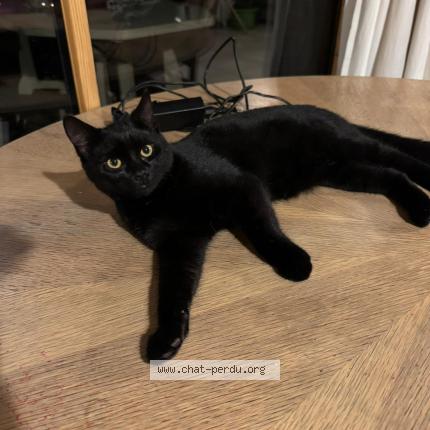 Foto 2/2 croquemou Chat perdido en Grand bourgtheroulde