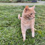 Foto del gato perdido en Villefranche D Albigeois