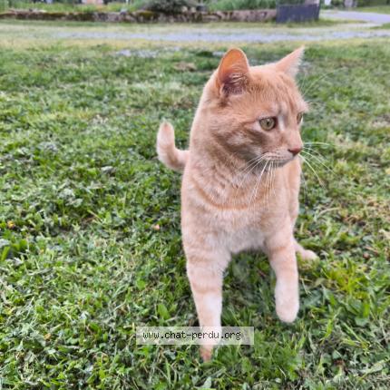 Foto 1/1 Symba Chat perdido en Villefranche d albigeois