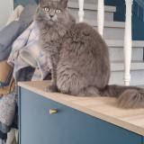 Foto del gato perdido en Bourgoin Jailleu