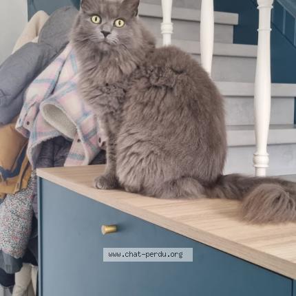 Foto 1/1 Lana Chat perdido en Bourgoin jailleu