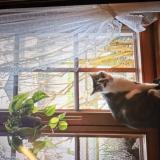 Foto del gato perdido en Rosenau