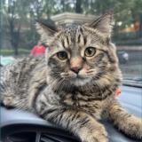 Foto del gato perdido en Pune