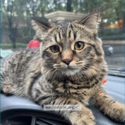 Foto 1/1 Milo Chat perdido en Pune