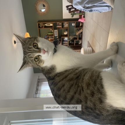 Foto 1/1 Sunny Chat perdido en Magescq