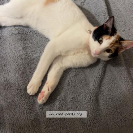 Foto 1/1 Beely Chat perdido en Cambo les bains