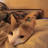 Foto del gato perdido en Saint Arey