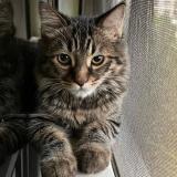 Foto del gato perdido en Pune