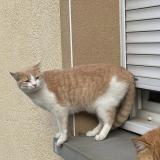 Foto del gato perdido en St Didier Sur Chalaronne