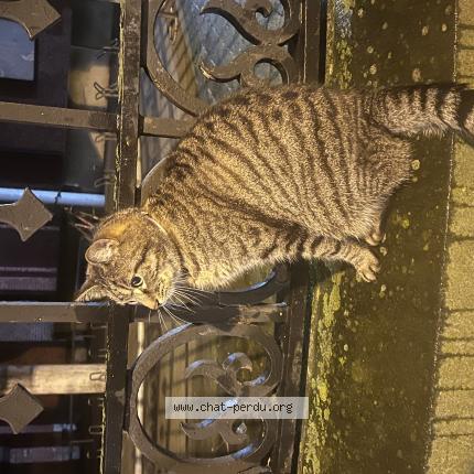 Foto 1/3 Gato encontrado Encontrado en Armentieres