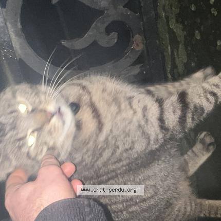 Foto 2/3 Gato encontrado Encontrado en Armentieres
