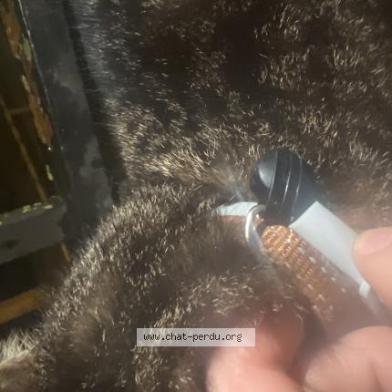 Foto 3/3 Gato encontrado Encontrado en Armentieres