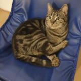 Foto del gato perdido en Saint Etienne