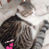 Foto del gato perdido en St Nicolas D Aliermont