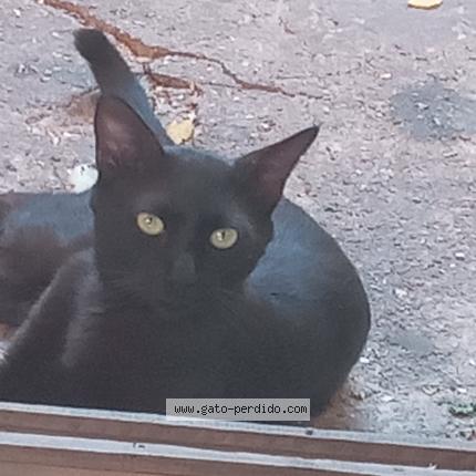 Foto 1/1 Sombra Chat perdido en Chiquimula