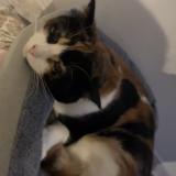 Foto del gato perdido en Le Mans