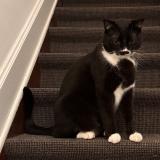 Foto de gato encontrado en Ixelles