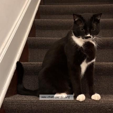 Foto 1/1 Gato encontrado Encontrado en Ixelles