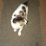 Foto de gato encontrado en Crepy En Valois