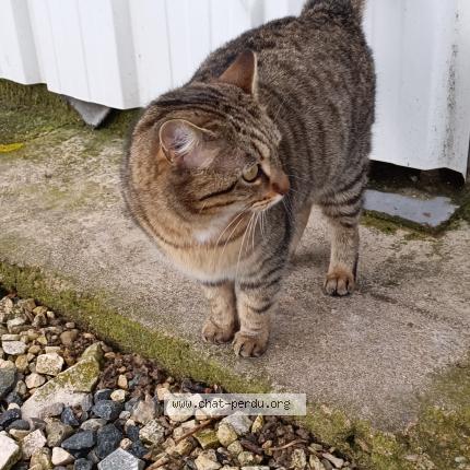 Foto 1/1 Gato encontrado Encontrado en Montlouis