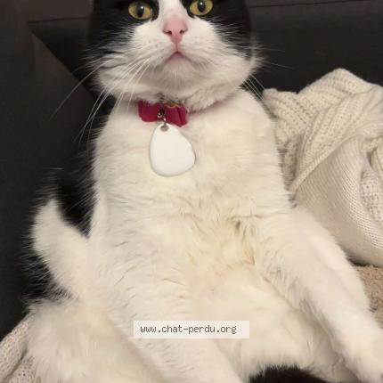 Foto 1/1 Peppa Chat perdido en Equeurdreville hainneville