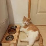 Foto del gato perdido en Castelnau De Medoc