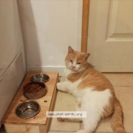 Foto 1/1 Tichat Chat perdido en Castelnau de medoc