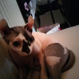 Foto del gato perdido en Rennaz