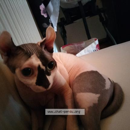 Foto 1/1 Fiona Chat perdido en Rennaz