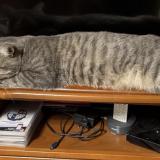 Foto del gato perdido en Aulnay Sous Bois